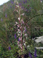 Ремнелепестник козий 002